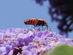 Spilostethus pacificus