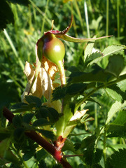 Rosa spinosissima