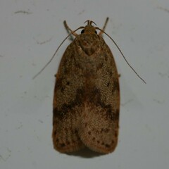 Garrha limbata