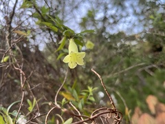 Billardiera macrantha