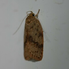 Garrha limbata