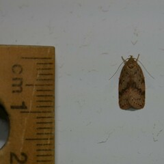 Garrha limbata