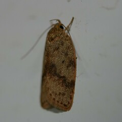 Garrha limbata