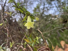 Billardiera macrantha