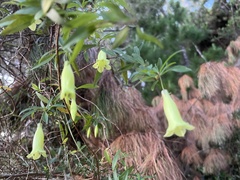 Billardiera macrantha