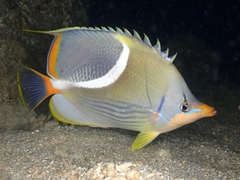 Chaetodon ephippium