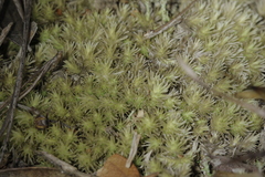 Leucobryum scabrum