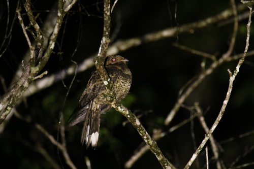 Bates's Nightjar (Caprimulgus batesi), photo 2