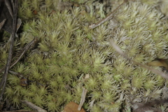 Leucobryum scabrum
