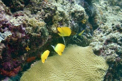 Forcipiger flavissimus