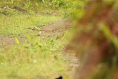 Pternistis squamatus