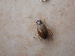 Berosus