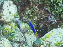 Chrysiptera flavipinnis