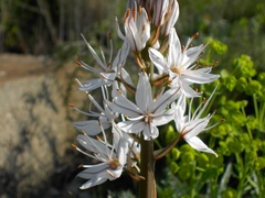 Asphodelus albus