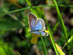 Polyommatus daphnis
