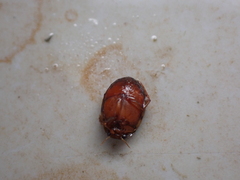 Hyphydrus aubei