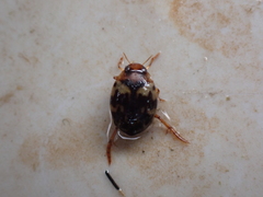 Hyphydrus aubei