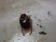 Hyphydrus aubei