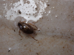 Berosus