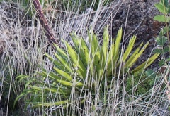 Agave filifera