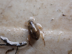 Berosus