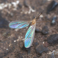 Tipulomorpha