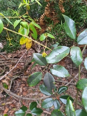 Cissus hypoglauca