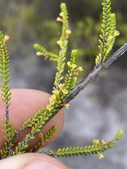 Micromyrtus littoralis