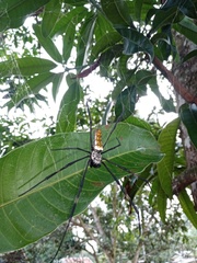 Trichonephila antipodiana