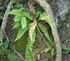 Blechnum appendiculatum