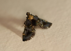 Arescoptera haplocala