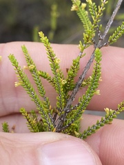 Micromyrtus littoralis