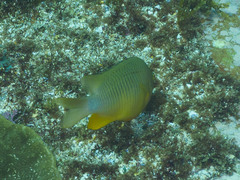 Plectroglyphidodon gascoynei