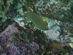 Plectroglyphidodon gascoynei