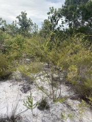 Micromyrtus littoralis