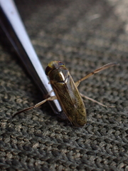 Cymatia rogenhoferi