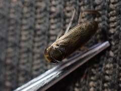 Cymatia rogenhoferi