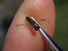 Cymatia rogenhoferi