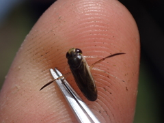 Cymatia rogenhoferi