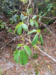 Cissus hypoglauca