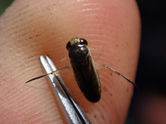 Cymatia rogenhoferi