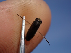 Cymatia rogenhoferi