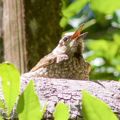 Sericulus chrysocephalus