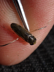 Cymatia rogenhoferi