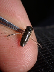 Cymatia rogenhoferi