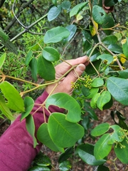 Cissus hypoglauca