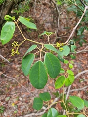 Cissus hypoglauca
