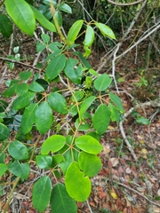 Cissus hypoglauca