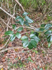 Cissus hypoglauca