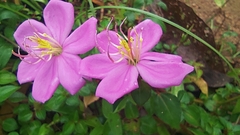 Melastoma malabathricum